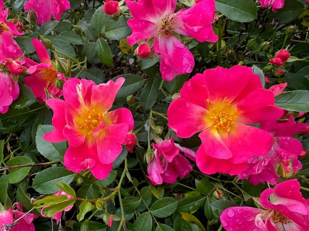 Rosa 'Betty Prior' (Betty Prior Floribunda Rose) — Northwest Blooms